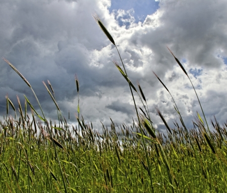 Fresh green barley is growing.の写真素材