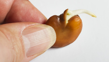 Growing bin in a hand, vitamin for nails.の写真素材