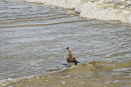 At the Baltic sea coastline.の写真素材
