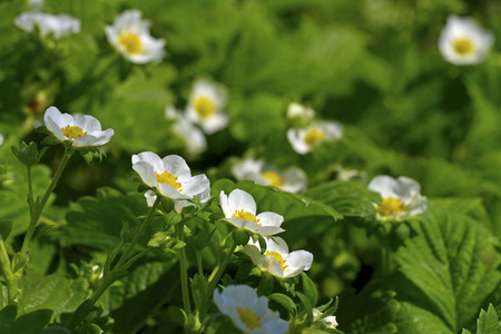 Strawberry bloom in spring time.の写真素材