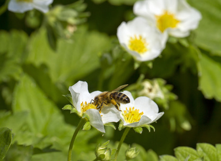 Bee is working for honey on strawberry plants.の写真素材