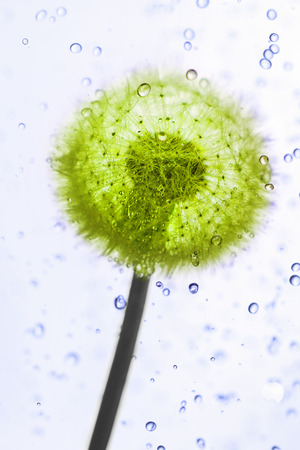 Fluffy dandelion with drops of water.の写真素材