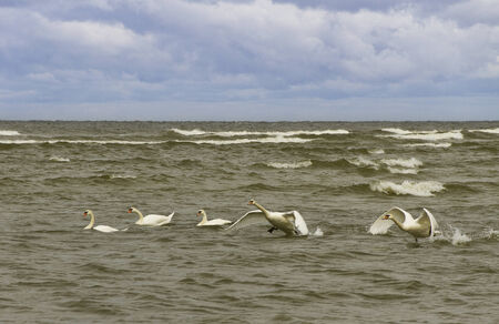 Swans are starting fly on the water surface.の写真素材