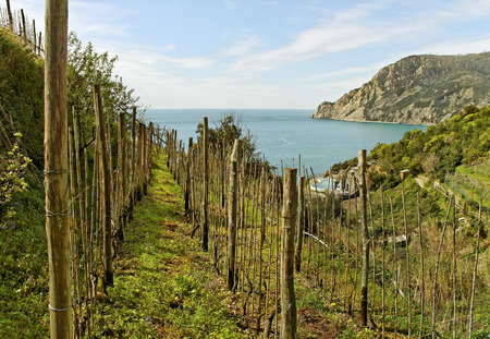 View to the vineyard at the Mediterranean sea, Cinque terre, Italy.の写真素材
