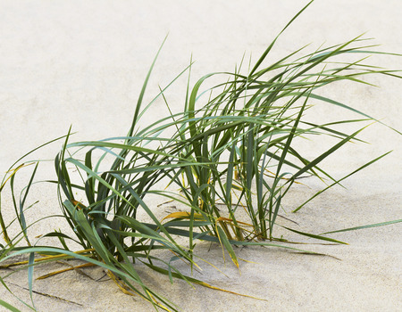 Green grass on the beach.の写真素材
