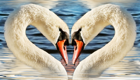 Swan head in heart shape.の写真素材