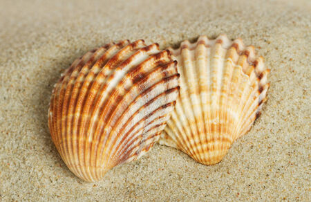 Two shells on the sand.