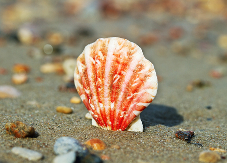 Beautiful shell on the sand at the sea.
