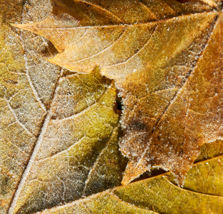 First frost on a maple leaf.