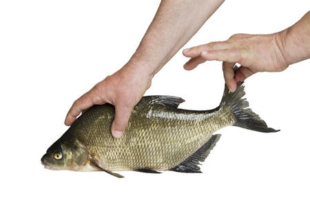 Man holding a fish, studio shot.の写真素材
