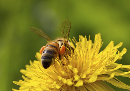 One bee on the flower.
