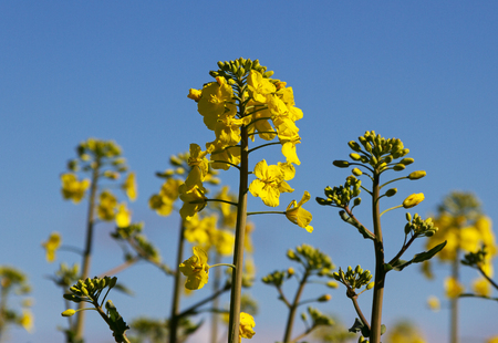 Start blossom of canola on the field.の写真素材