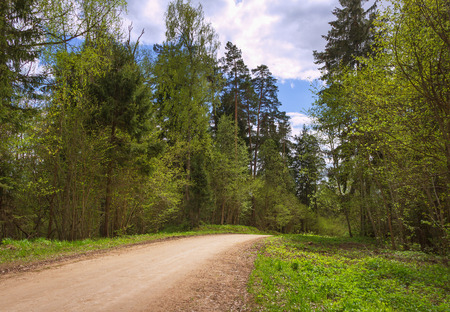 Gravel road in the wood.