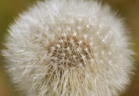 Part of white fluffy dandelion.