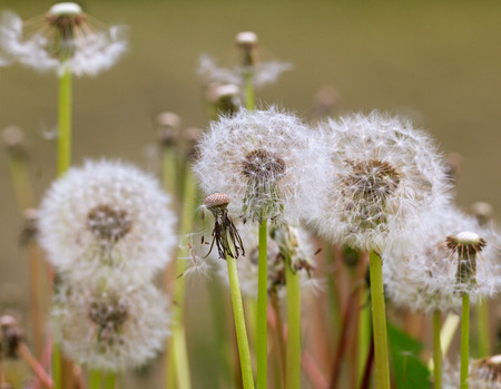 Family of fluffy dandelions on a field.