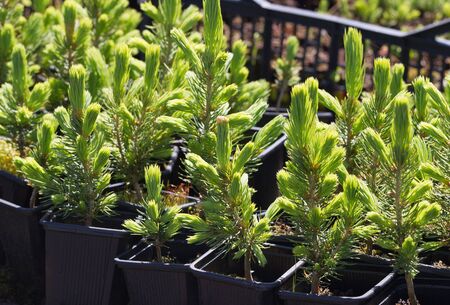 Seedling plants of pine tree in a spring.の写真素材