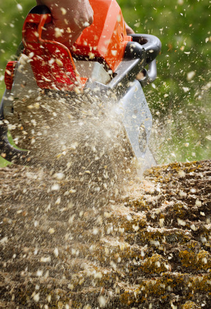 Man cuts a fallen tree.の写真素材