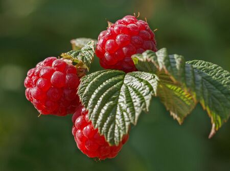 Growing natural bush of raspberry.