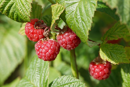 Growing natural bush of raspberry.