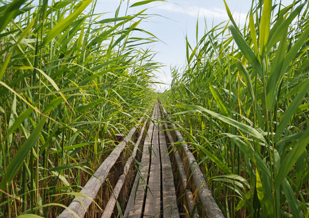 Wooden path above the lake.