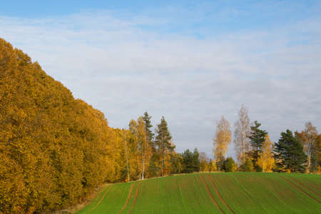 Yellow trees and green fields of wheat in the agricultural landscape.の写真素材