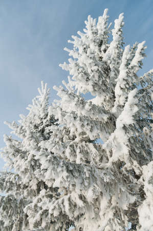 Fir tree in a snow.
