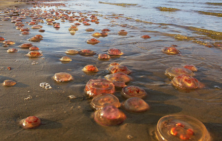 Dead jellyfish on the coast.の写真素材