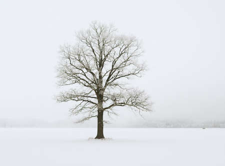 Alone tree in a field, winter season.の写真素材