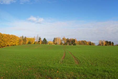Yellow trees and green fields of wheat in the agricultural landscape.の写真素材