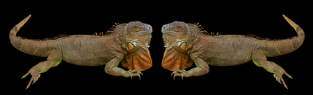 Brown varans isolated on a black surface.の写真素材