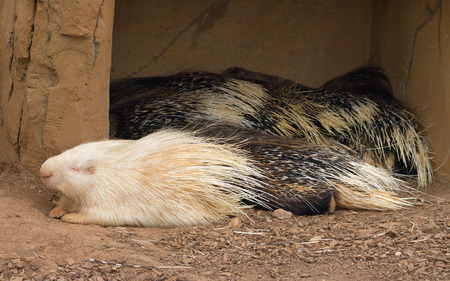 Life of porcupines in a captuvity.の写真素材