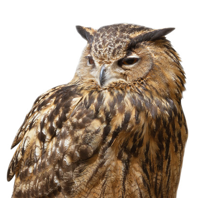 Natural big owl on a white background.の写真素材