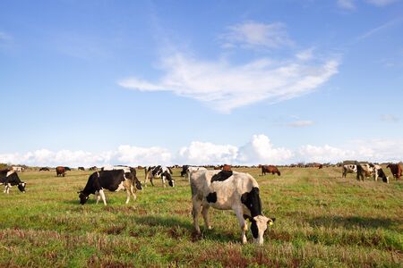 Caws in a meadow are feeding.の写真素材