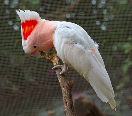 Single white parrot sitting on a tree branch.の写真素材