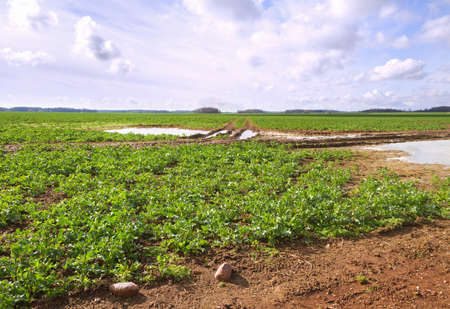 Water pool on a canola field in a spring.