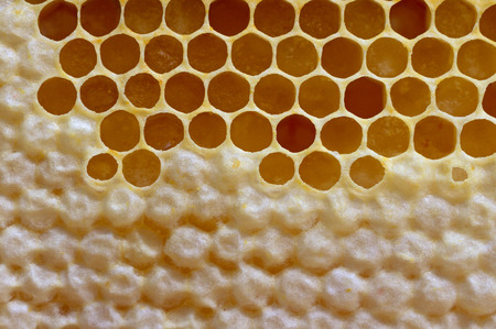 Natural completed and uncompleted honeycombs.