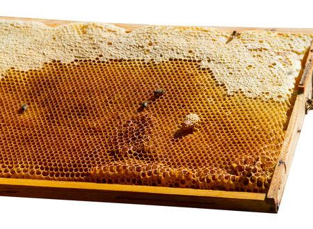 Queen cup on honeycomb in apiary.の写真素材