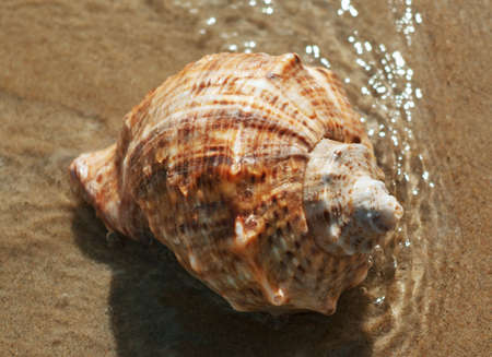 Close-up of hell on beach.