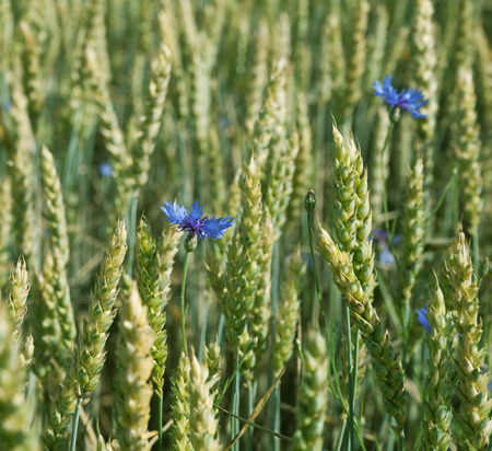 Blue cornflower on a  wheat field.の写真素材