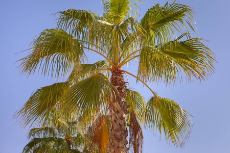 Growing palm in Tel Aviv.の写真素材