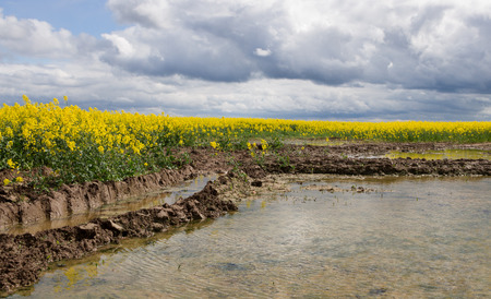 Rape field and tractor road in puddle.の写真素材