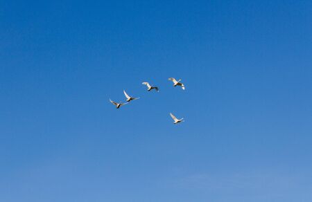 Flock of birds in the blue sky.の写真素材