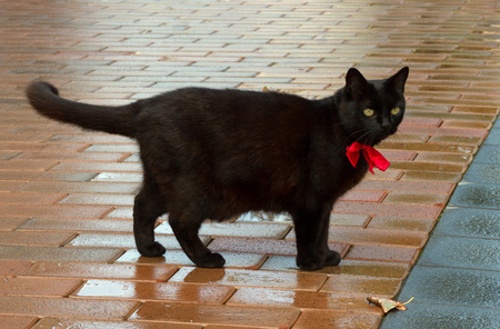 Black cat on sidewalk with red ribbon.の写真素材