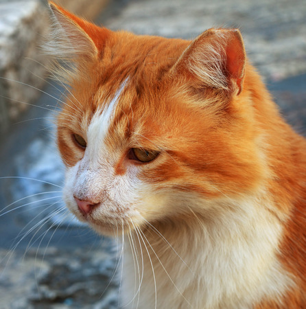 Red cat in Jerusalem on square Church of the Holy Sepulchre.の写真素材