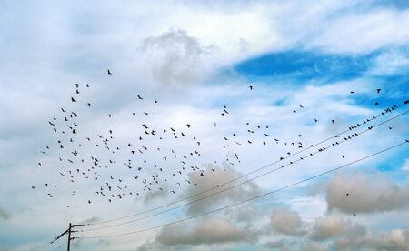 Birds sitting on the wires and flying in a sky.の写真素材