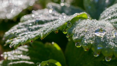 Drops on leaf of strawberry in morning.の写真素材