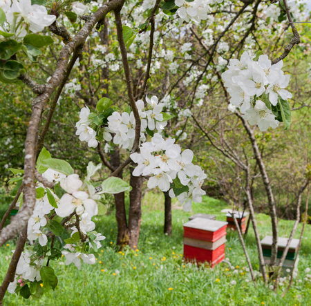 Blossom apple tree and bee-garden.の写真素材