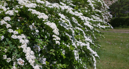 Lush blooming bushes with white flowers.の写真素材