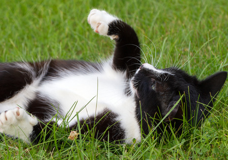 Adorable black and white cat outside.の写真素材