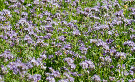 Field of honey plants phacelia.の写真素材